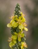 Verbascum lychnitis