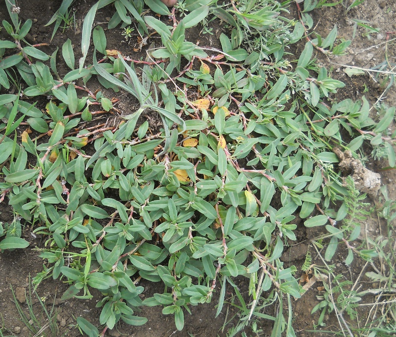 Image of genus Polygonum specimen.