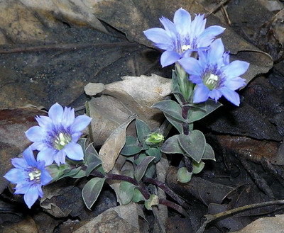 Image of Gentiana zollingeri specimen.