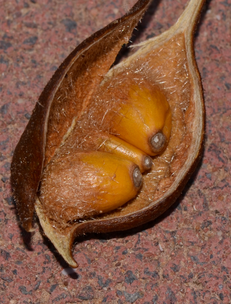 Image of Brachychiton rupestris specimen.