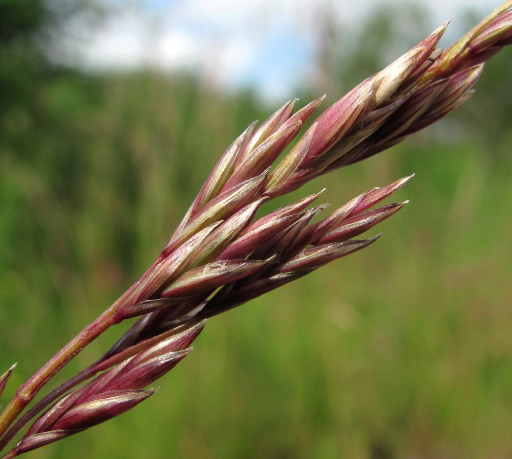 Изображение особи Festuca pratensis.