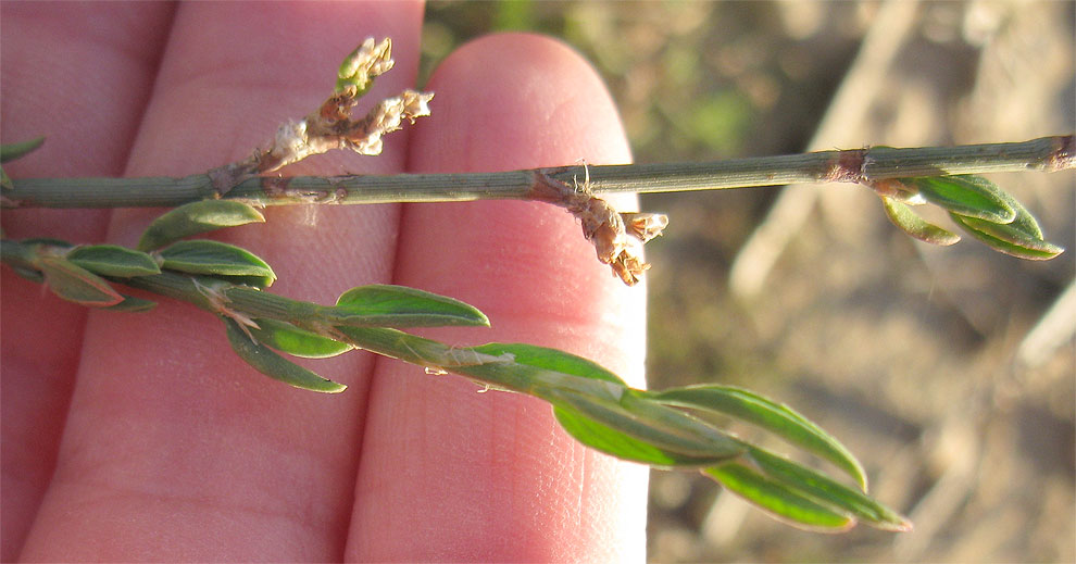 Image of Polygonum equisetiforme specimen.