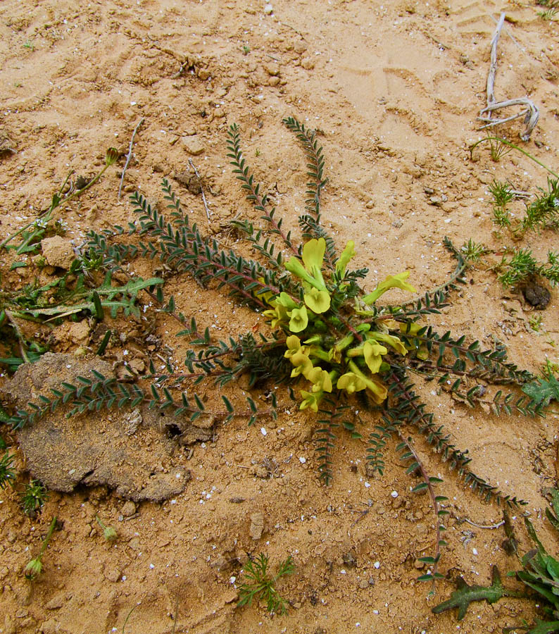 Image of Astragalus caprinus specimen.