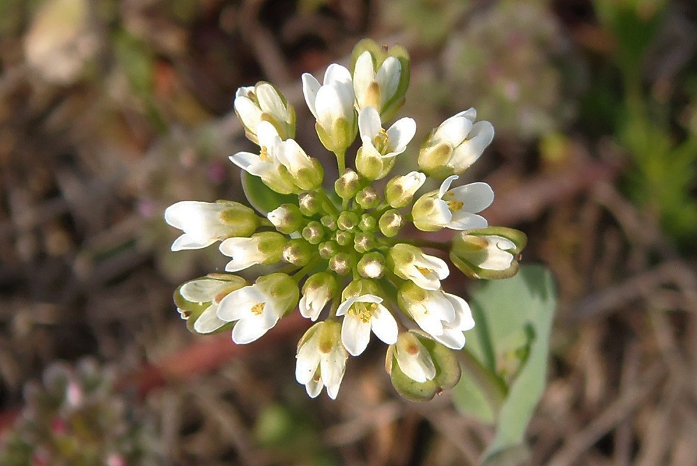 Image of Microthlaspi perfoliatum specimen.