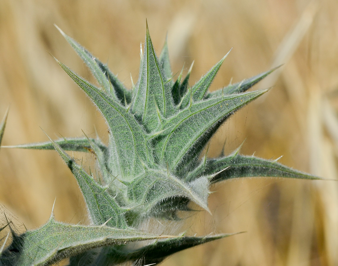 Image of Carthamus glaucus specimen.