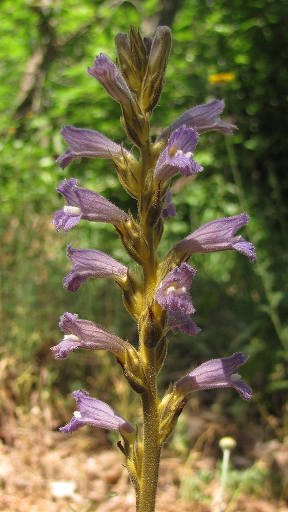 Image of Phelipanche purpurea specimen.