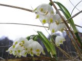 Leucojum variety carpathicum