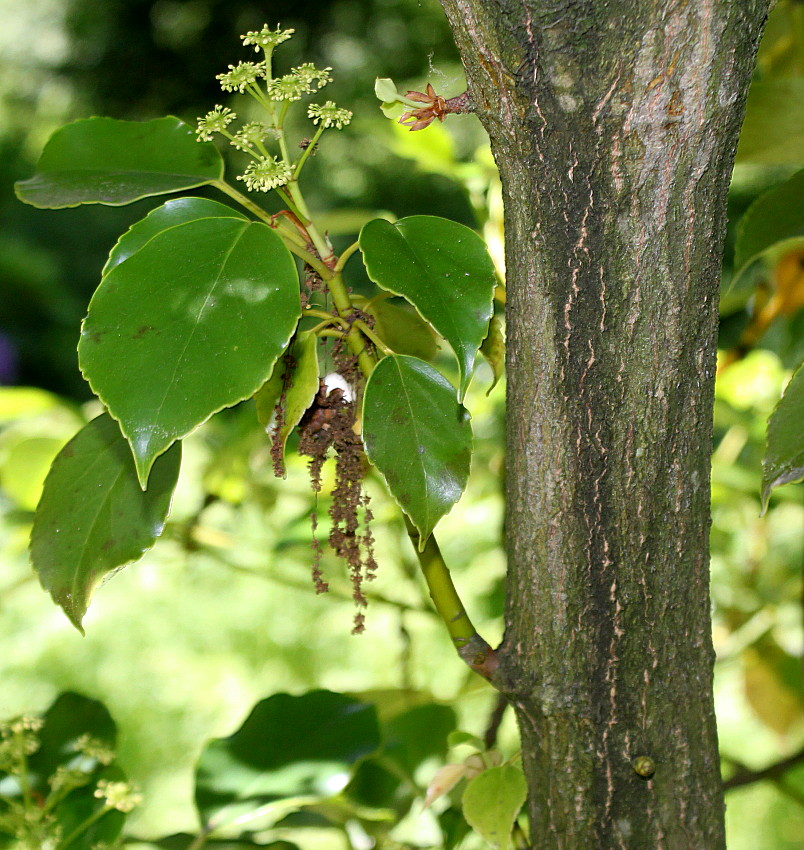 Image of Trochodendron aralioides specimen.