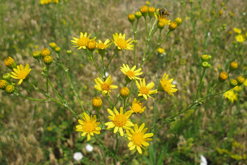 Изображение особи Senecio jacobaea.