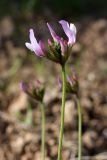 Astragalus kronenburgii