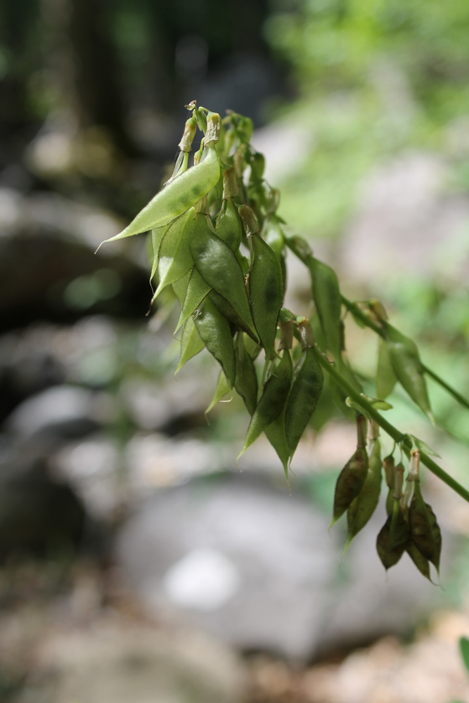 Image of Astragalus frigidus specimen.