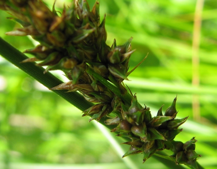 Image of Carex appropinquata specimen.