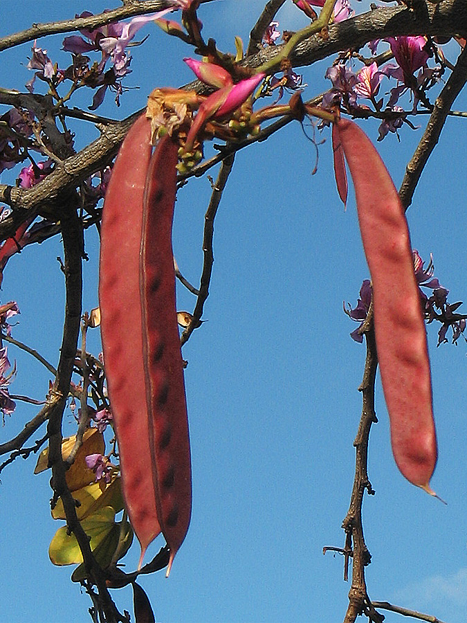 Image of Bauhinia variegata specimen.