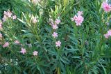 Nerium oleander