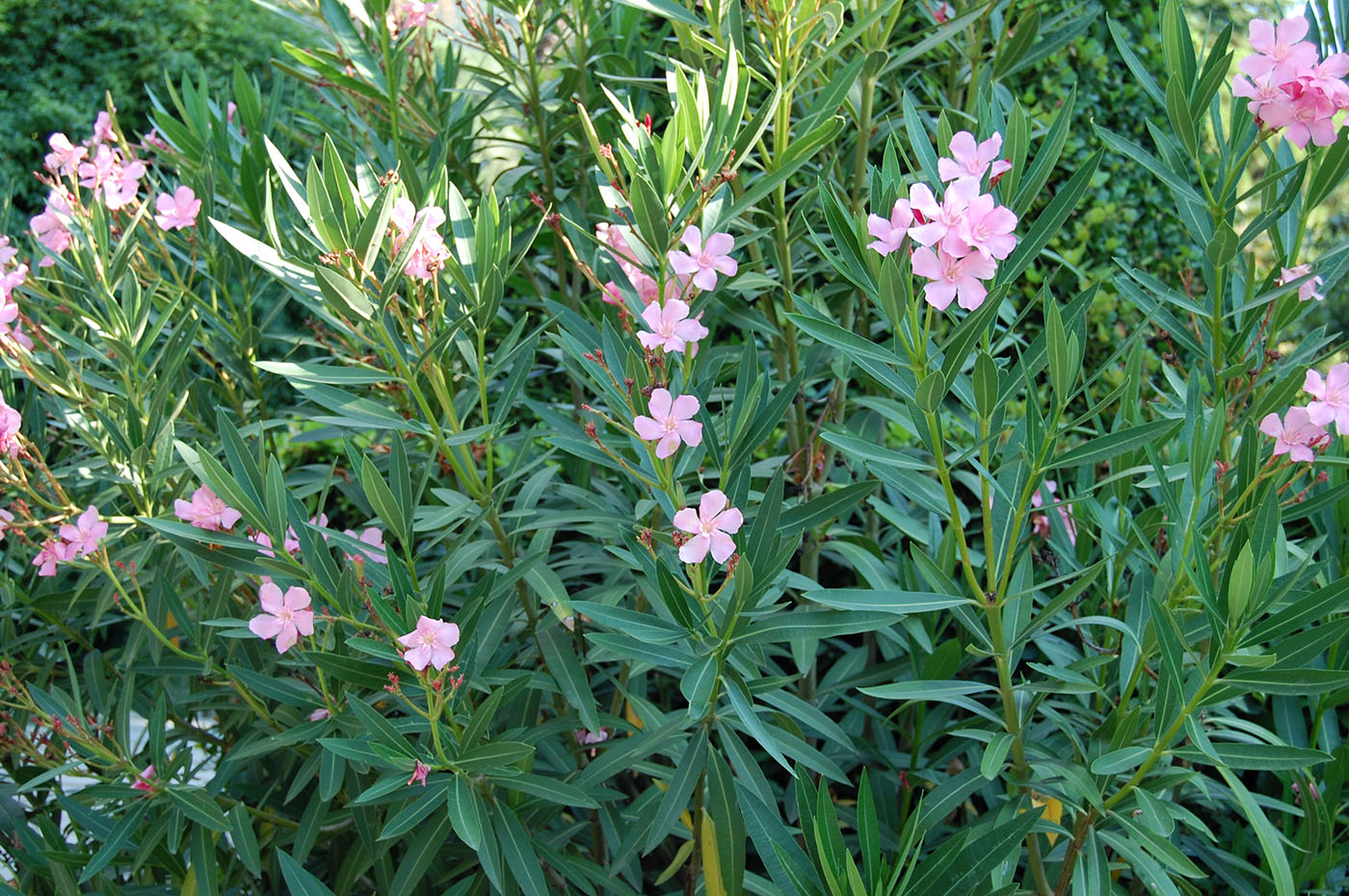 Изображение особи Nerium oleander.