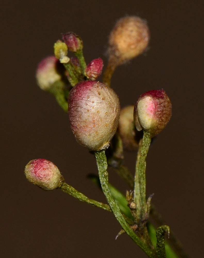 Image of Chamelaucium uncinatum specimen.