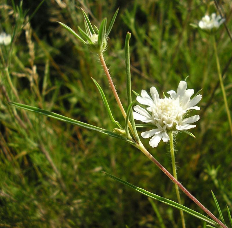 Image of Lomelosia argentea specimen.