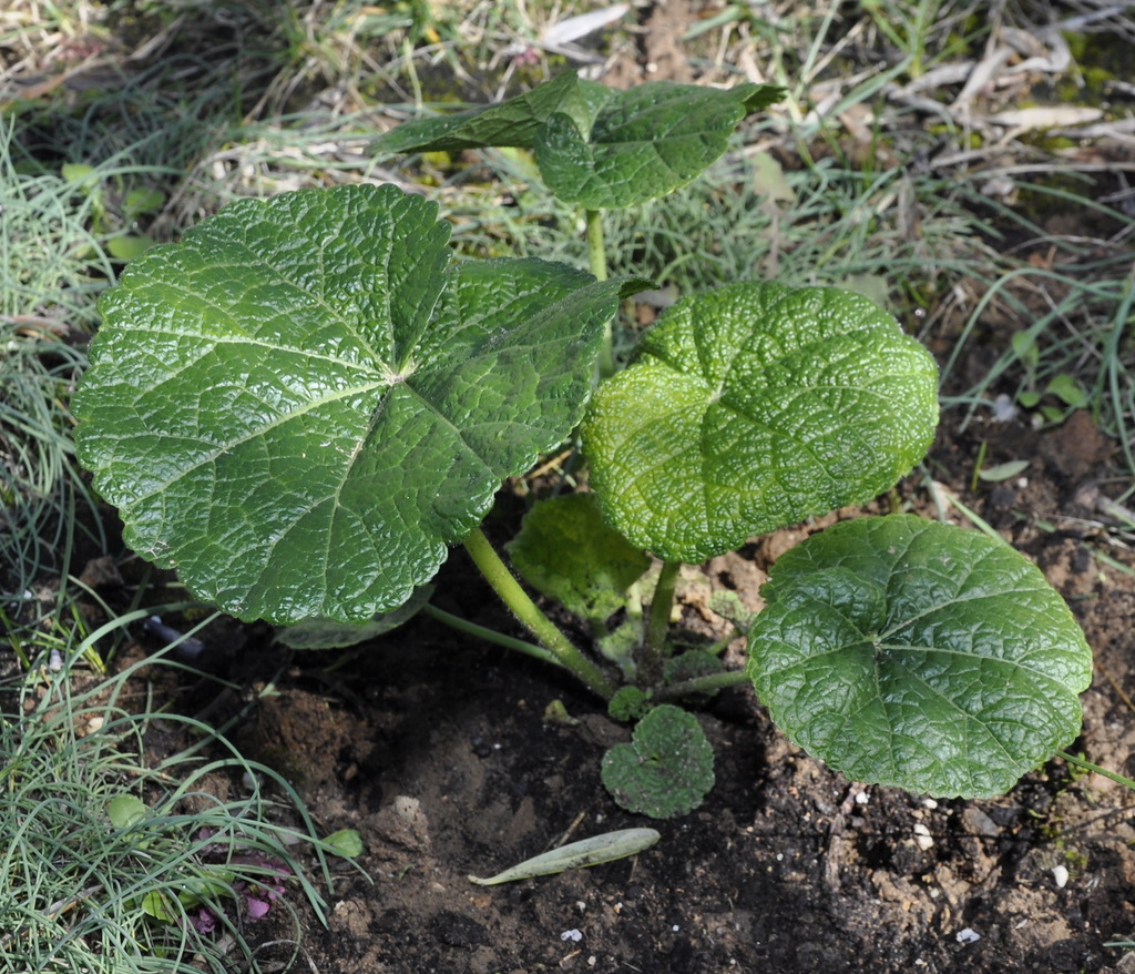 Изображение особи Alcea rosea.