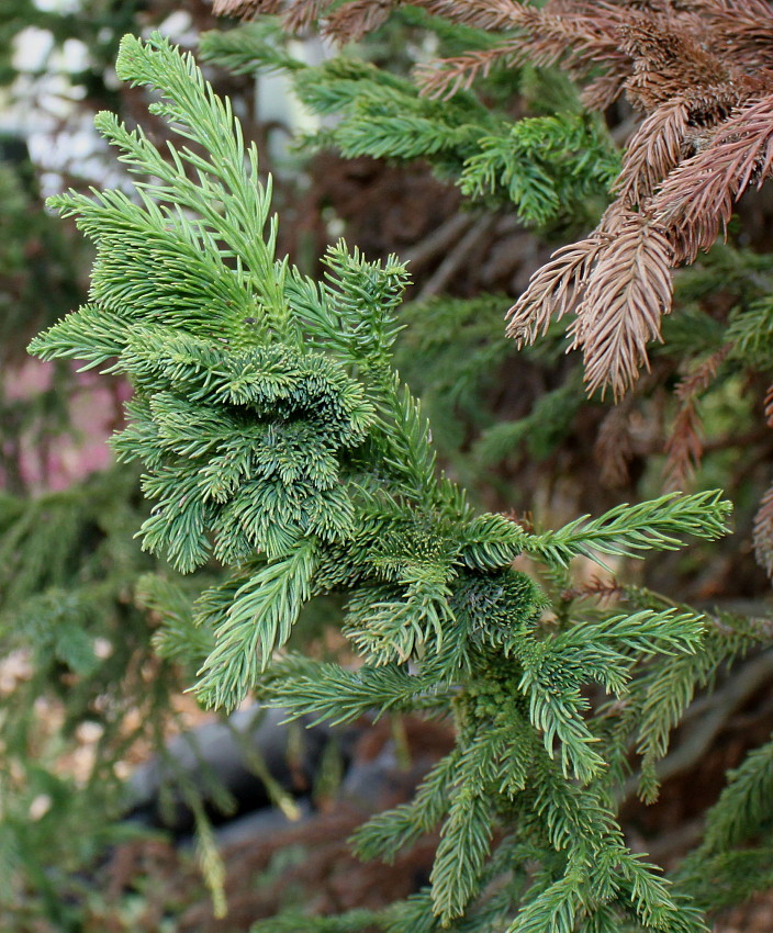 Изображение особи Cryptomeria japonica.