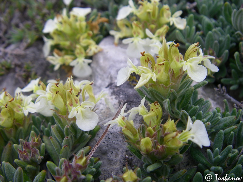 Изображение особи Teucrium jailae.