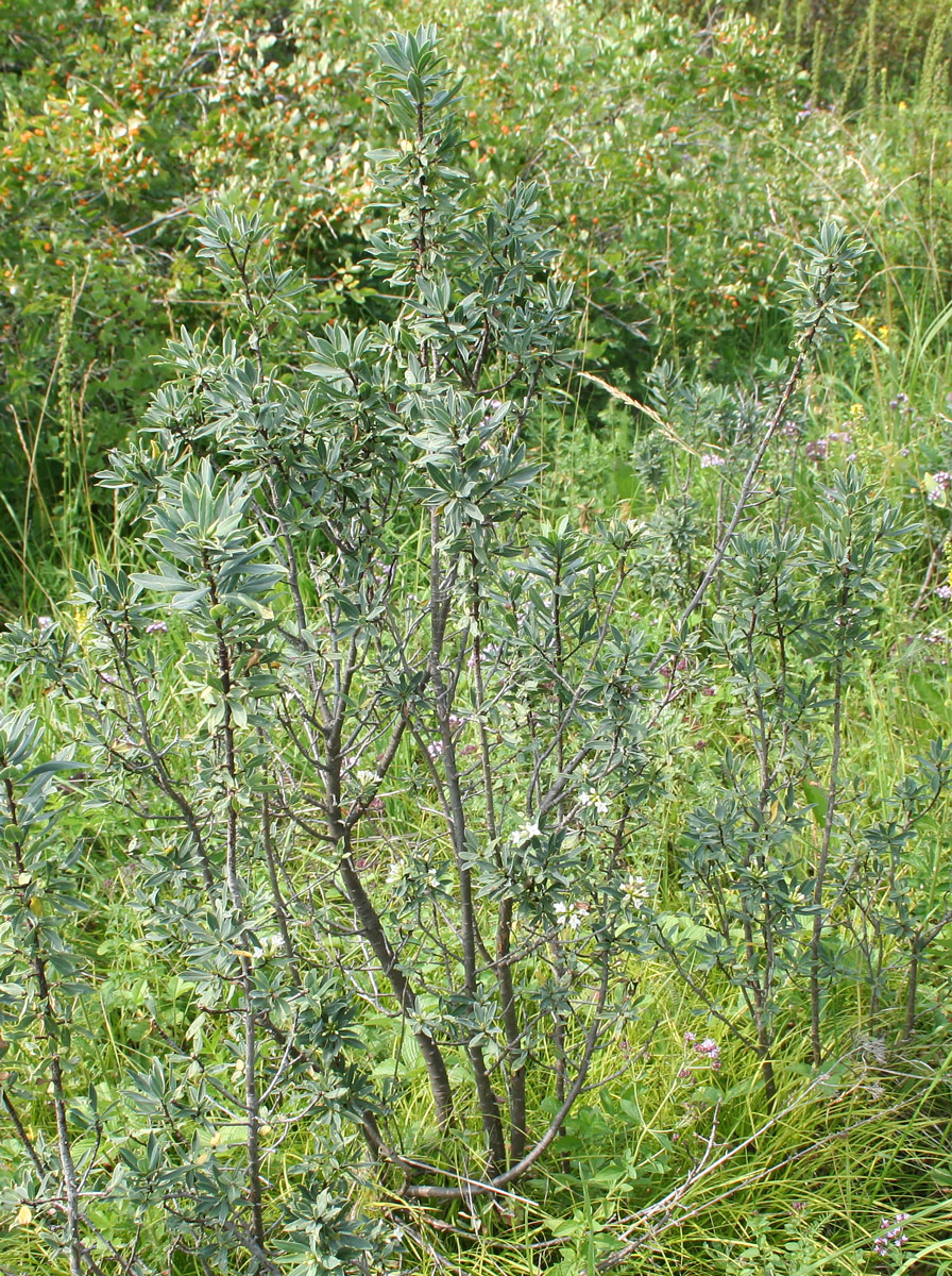 Image of Daphne altaica specimen.