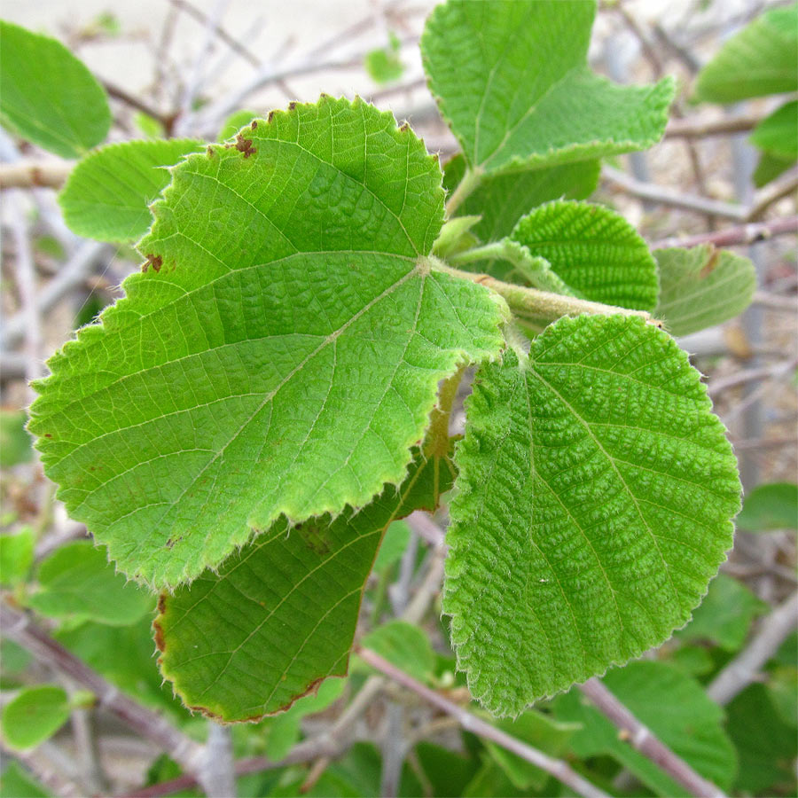 Image of Grewia villosa specimen.