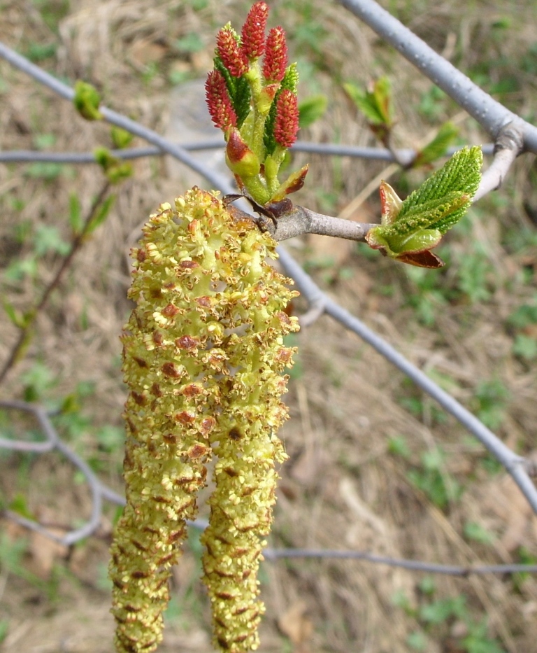 Изображение особи Duschekia fruticosa.