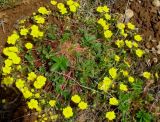 genus Potentilla