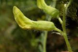 Astragalus henningii