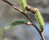 genus Salix. Часть побега с женскими соцветиями и собирающая нектар пчела медоносная. (Apis mellifera L.). Восточный Казахстан, Уланский р-н, окр. с. Украинка. 22.04.2013.