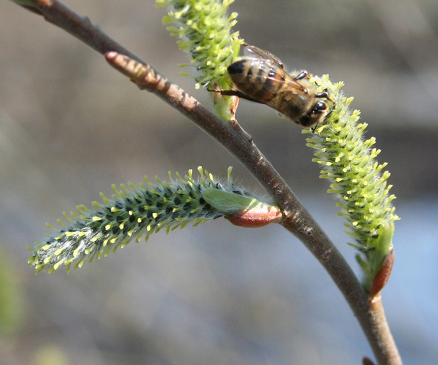 Image of genus Salix specimen.