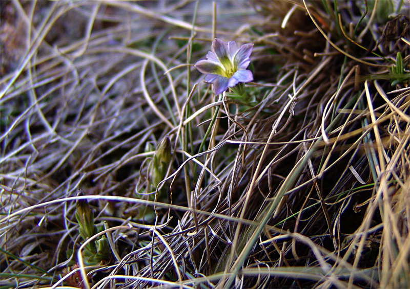 Image of Gentiana aquatica specimen.