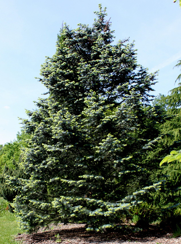 Image of Abies concolor specimen.