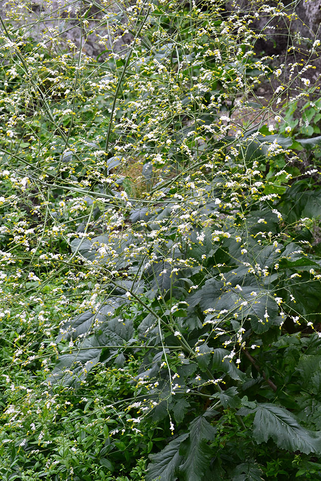 Image of Crambe koktebelica specimen.