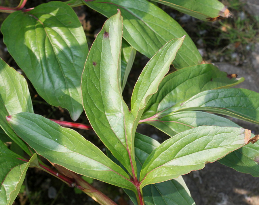Image of Paeonia lactiflora specimen.