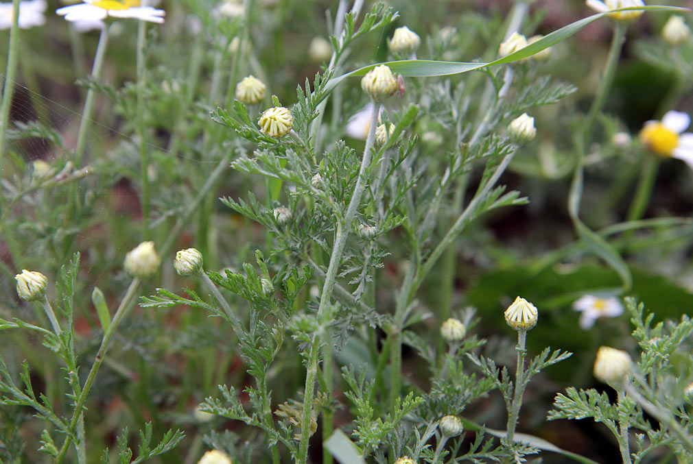 Image of genus Anthemis specimen.