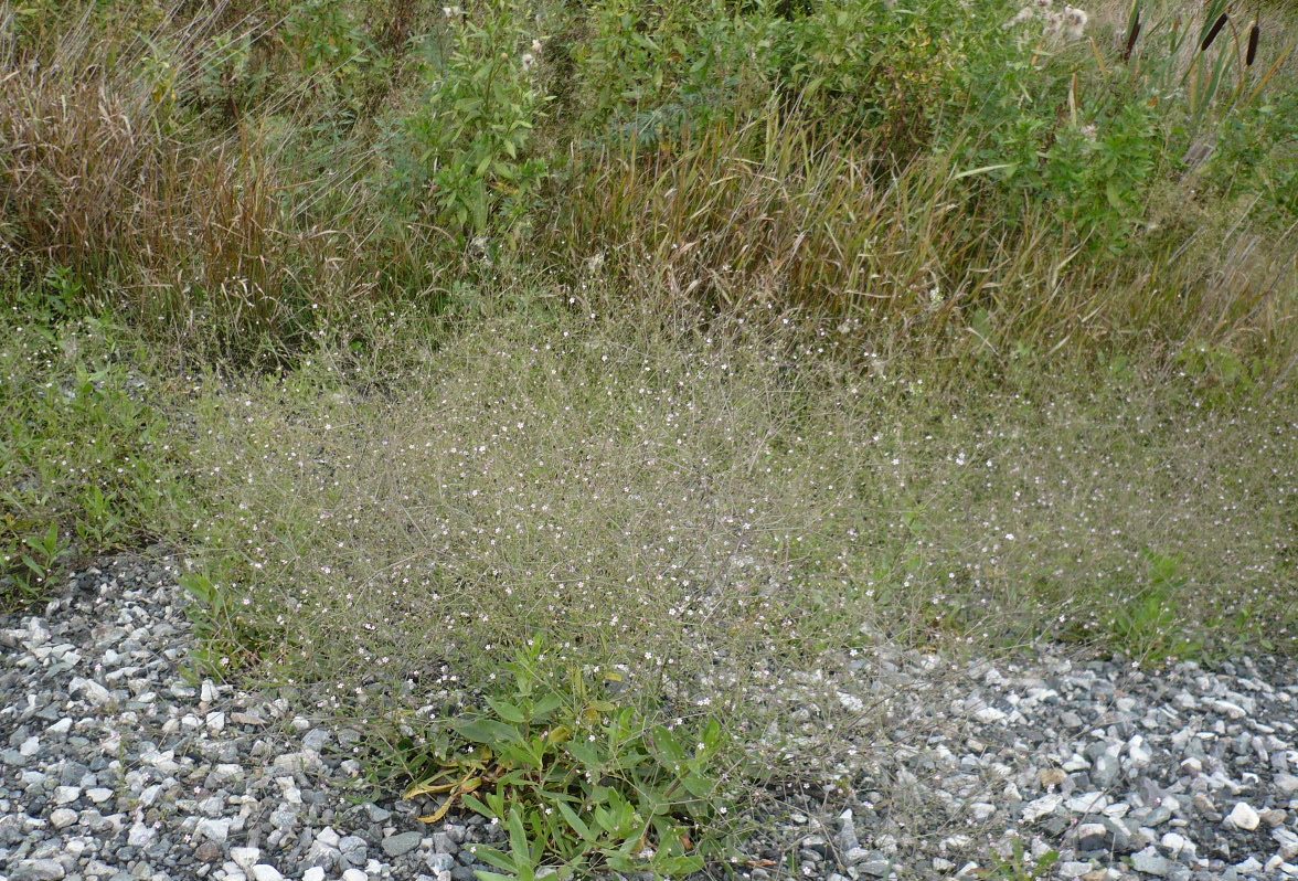 Изображение особи Gypsophila perfoliata.