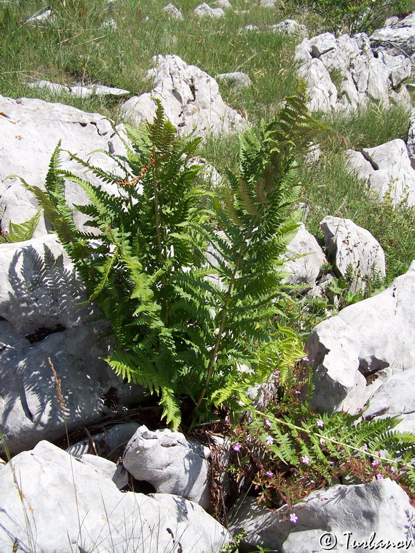 Image of Dryopteris filix-mas specimen.