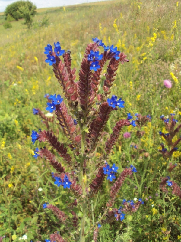 Image of Anchusa officinalis specimen.