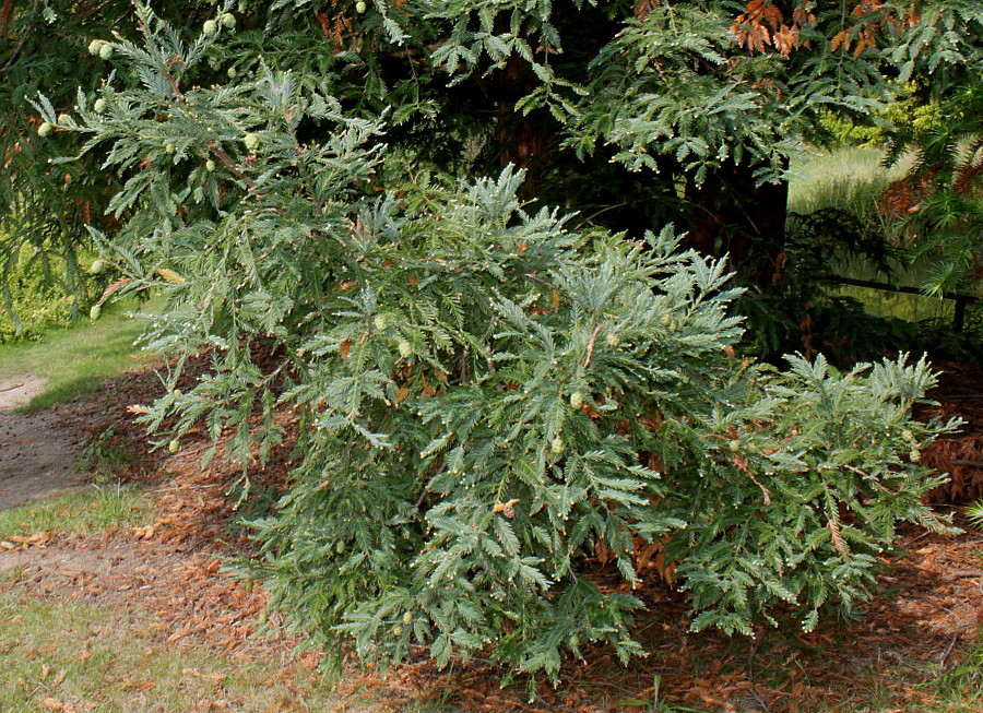 Image of Sequoia sempervirens specimen.