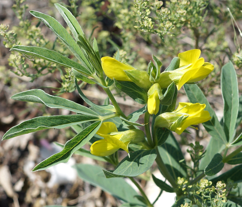 Изображение особи Thermopsis lanceolata.