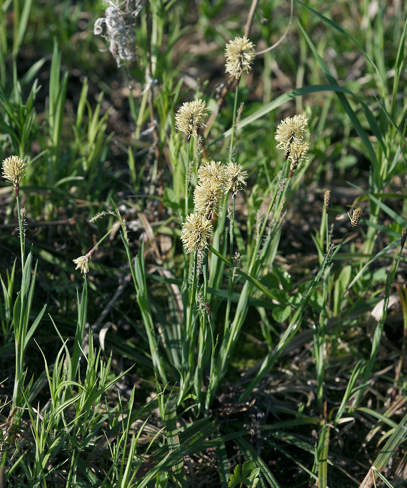 Изображение особи Carex pilosa.