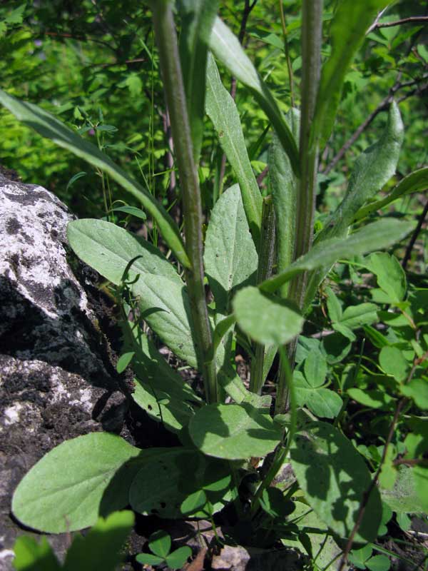 Image of Tephroseris integrifolia specimen.