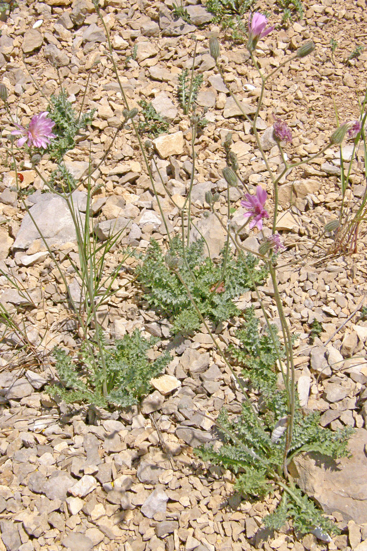 Image of Lagoseris callicephala specimen.