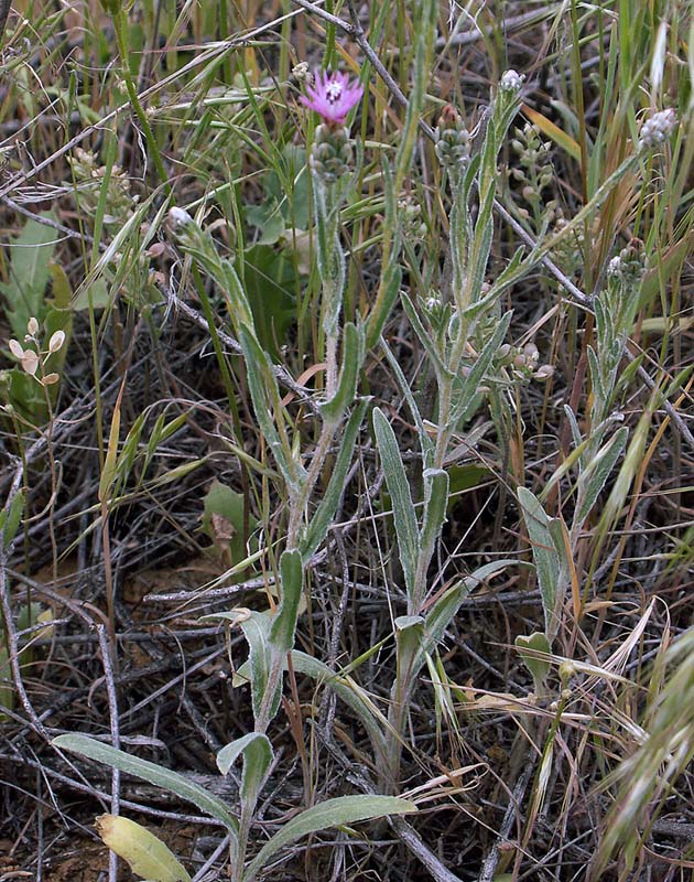 Image of Hyalea pulchella specimen.