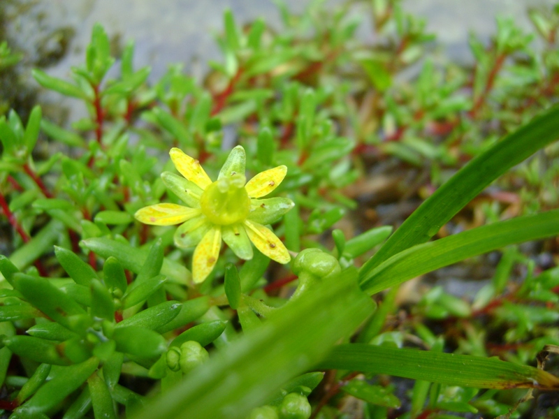 Изображение особи Saxifraga aizoides.