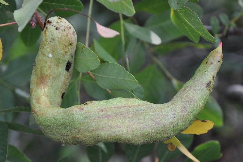 Изображение особи Pistacia terebinthus.