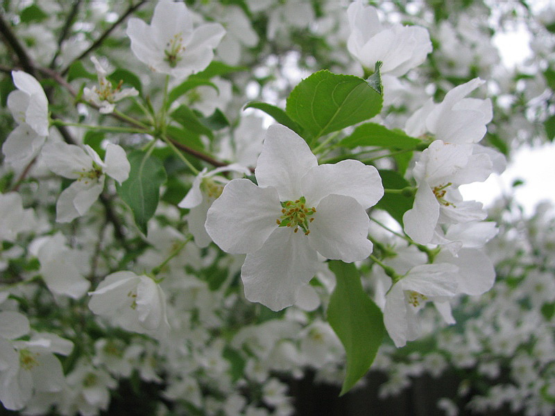 Image of Malus baccata specimen.