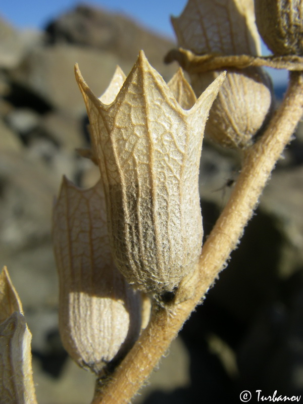 Image of Hyoscyamus albus specimen.