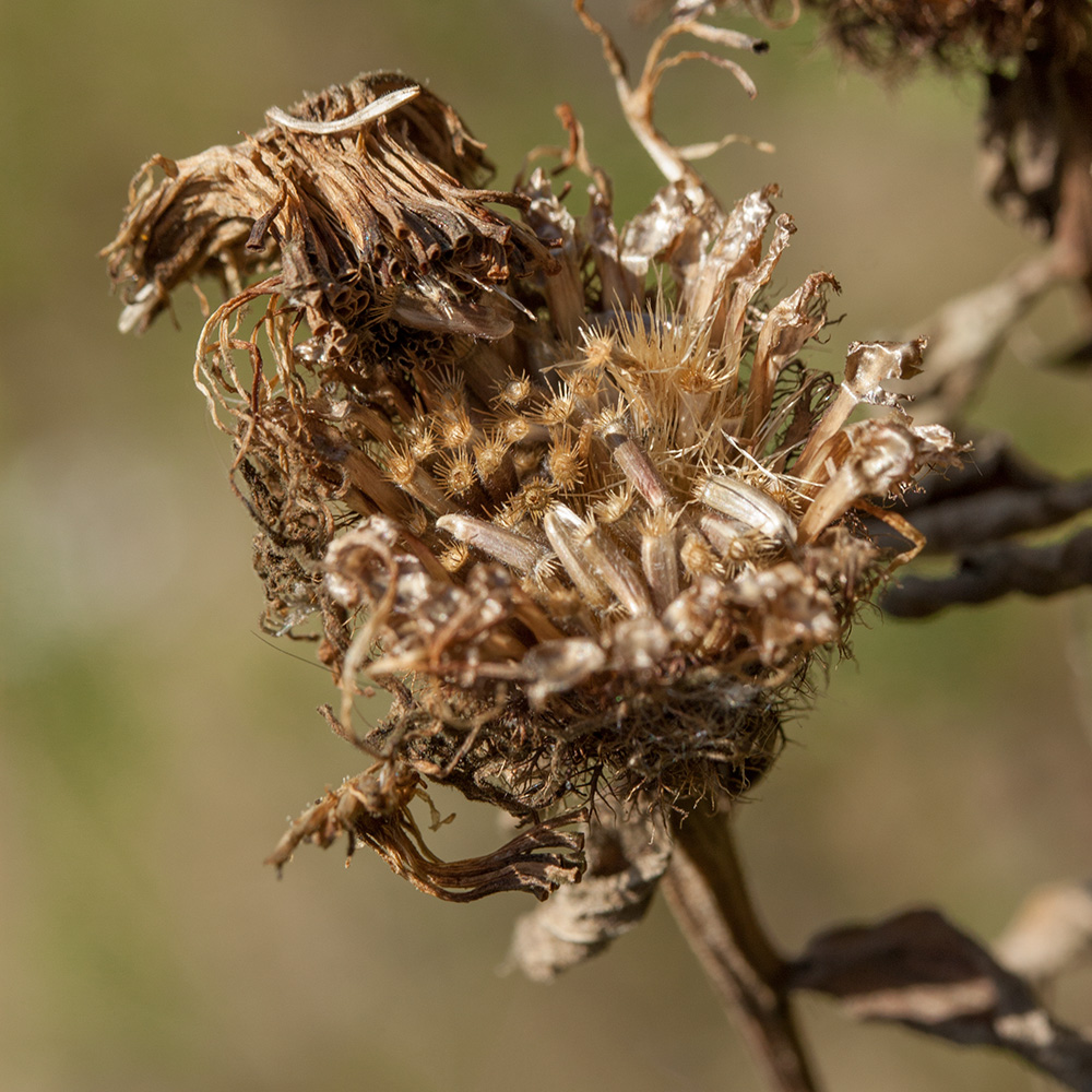 Изображение особи Centaurea pseudophrygia.